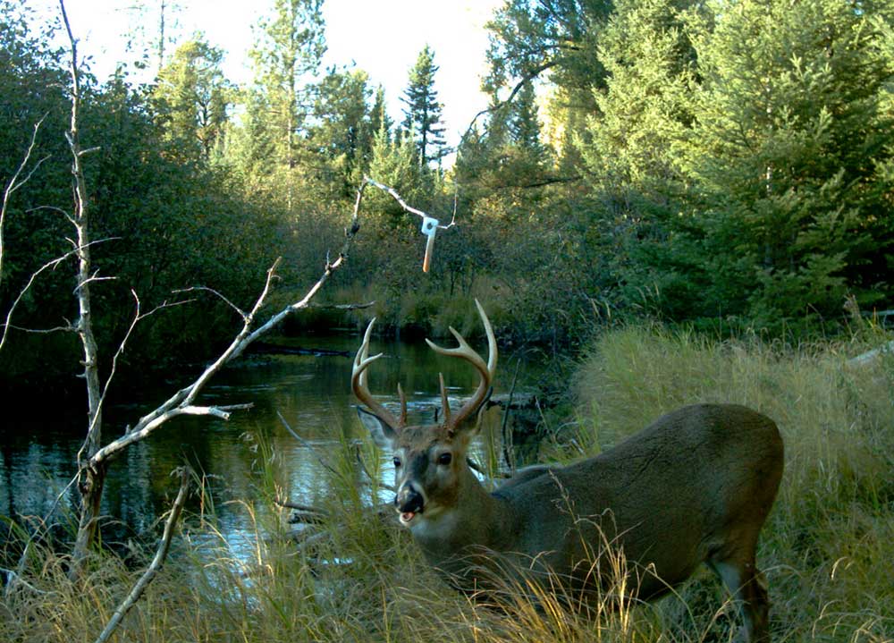 buck at trail camera