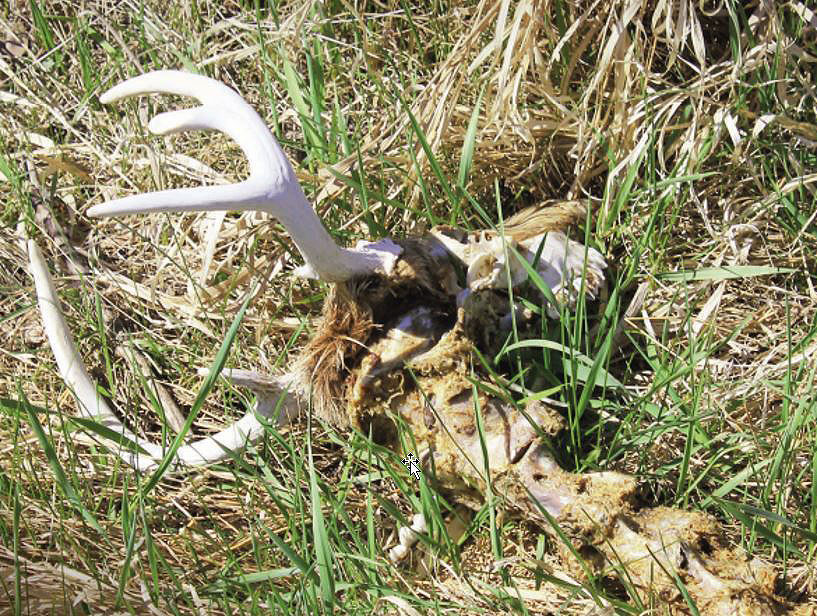 buck deer carcass