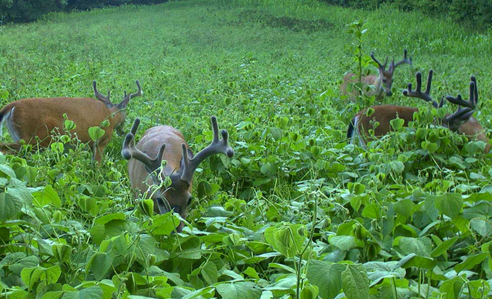 bucks in food plot