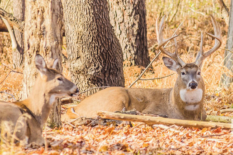 whitetails bedded