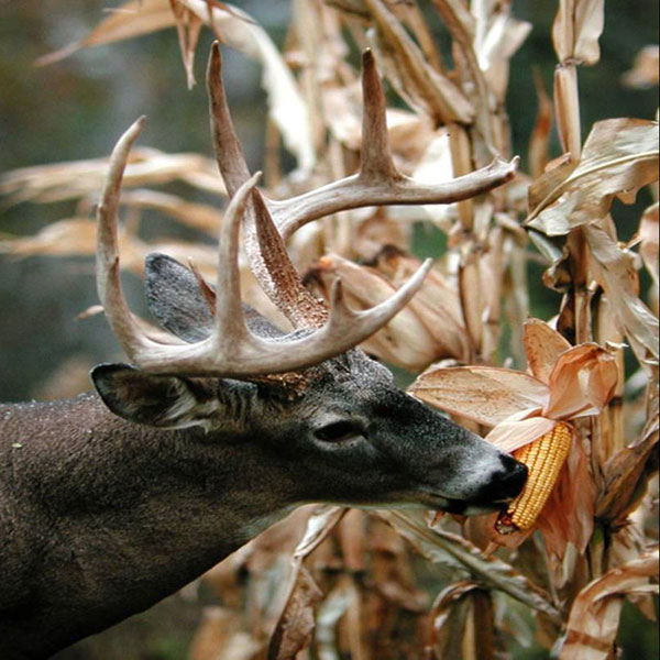 buck eating corn