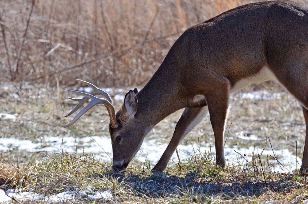 buck eating in snow