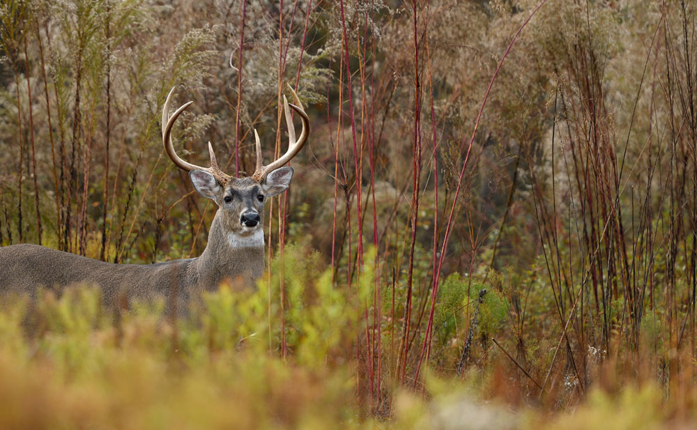 buck in brush