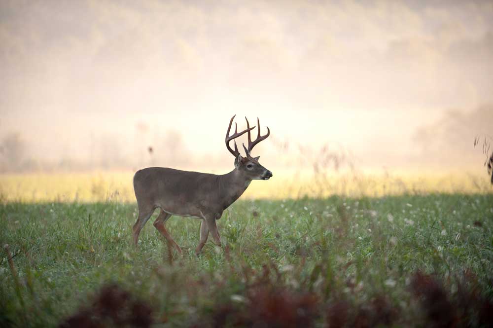 buck in field