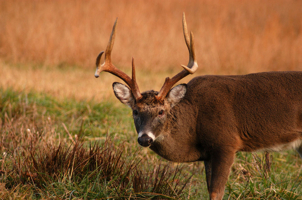 buck deer