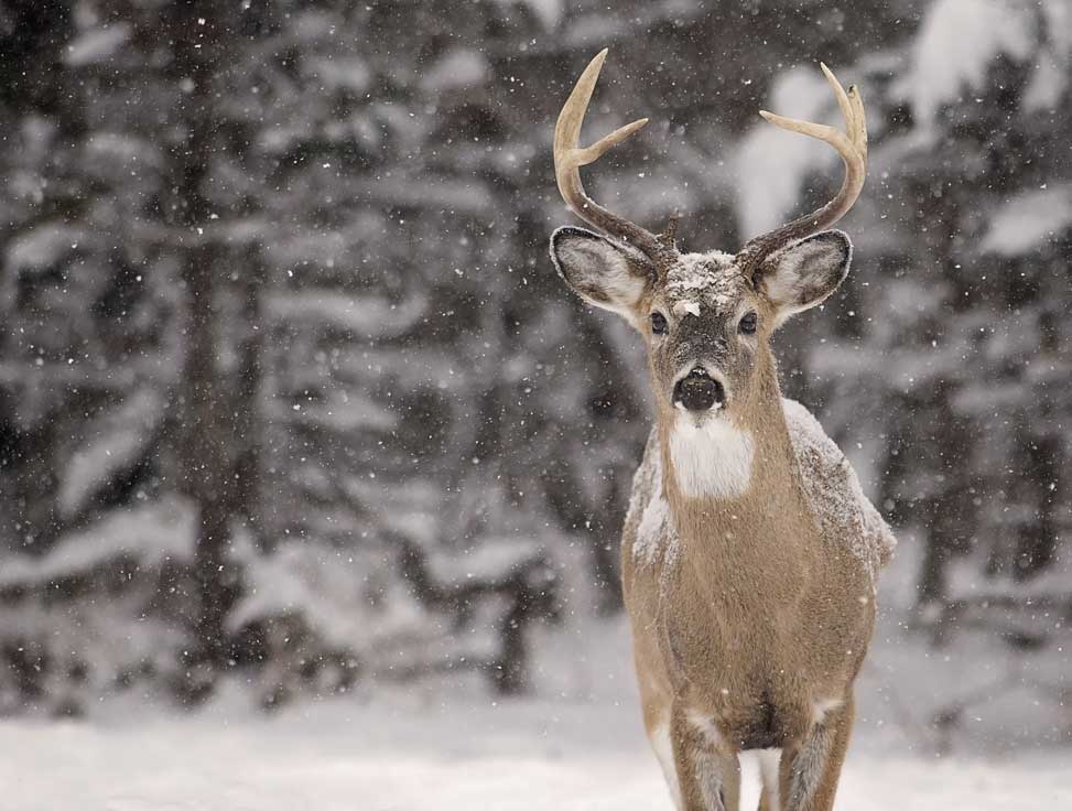 buck in snow