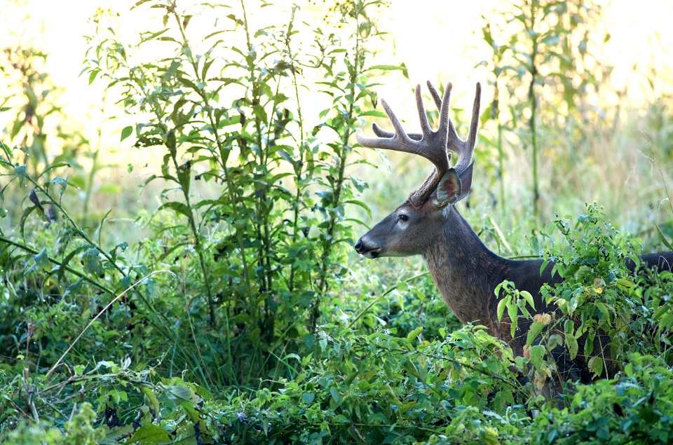 buck in velvet