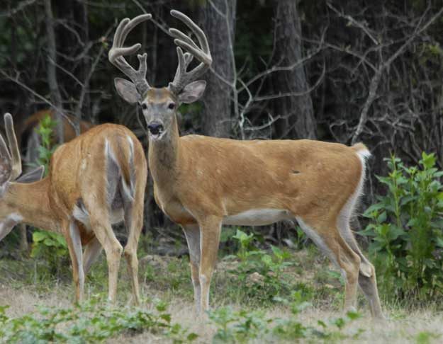 a giant deer in full velvet