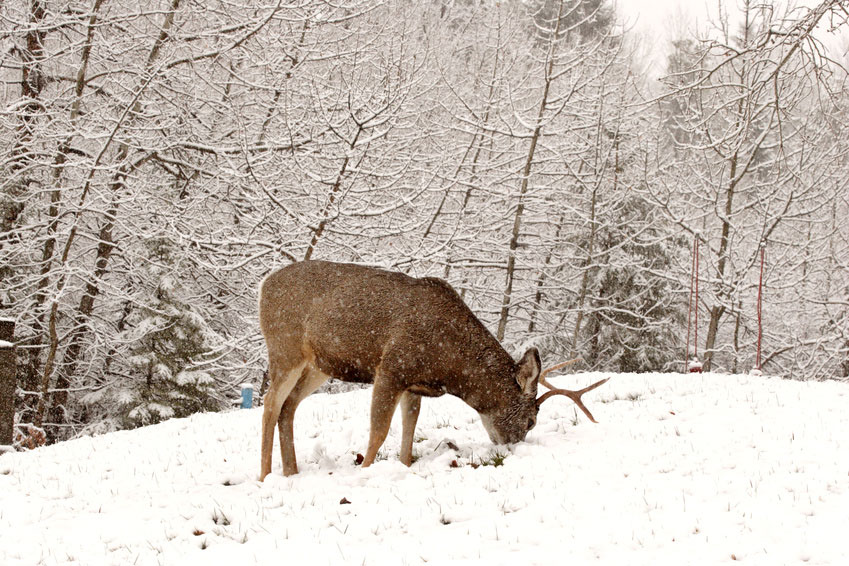 buck in winter