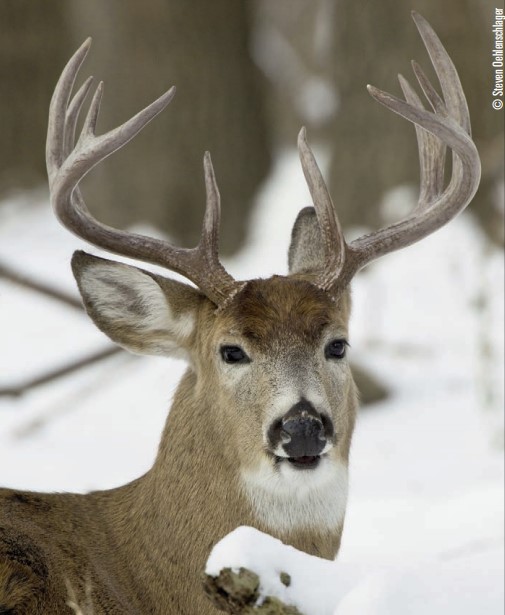 buck in winter