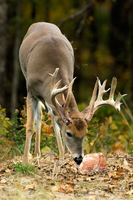 buck on biorock