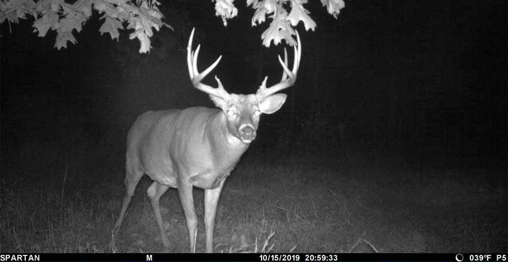 big buck on camera