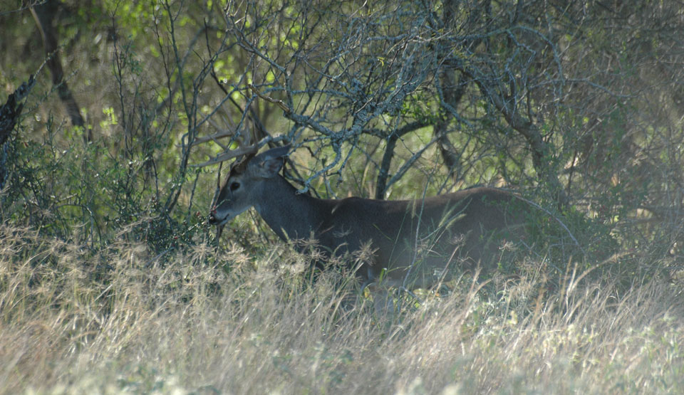 buck rubbing