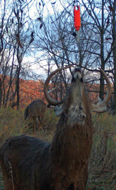 buck at mock scrape