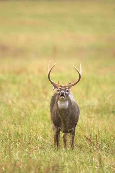 vocalizing buck deer