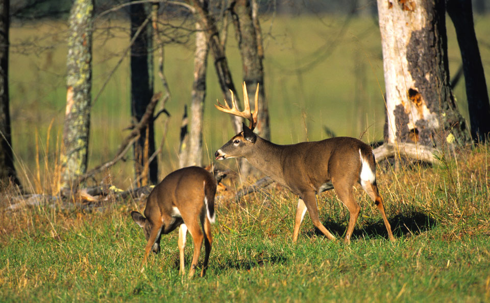 whitetail buck with doe