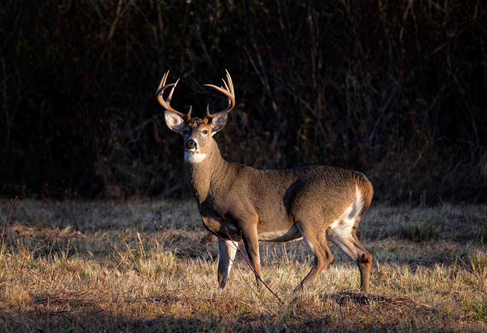 buck with large antlers