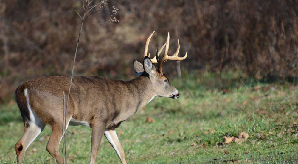 whitetail buck