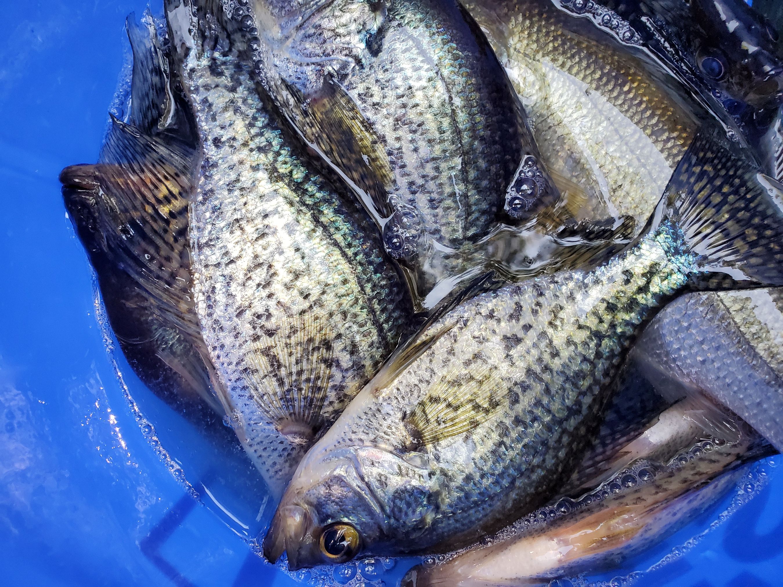 pond fish