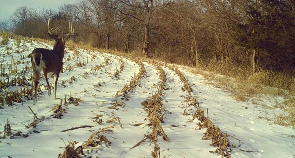 bucks in snowy corn field