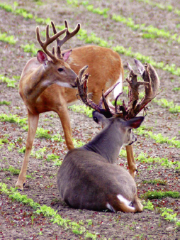 bucks in velvet