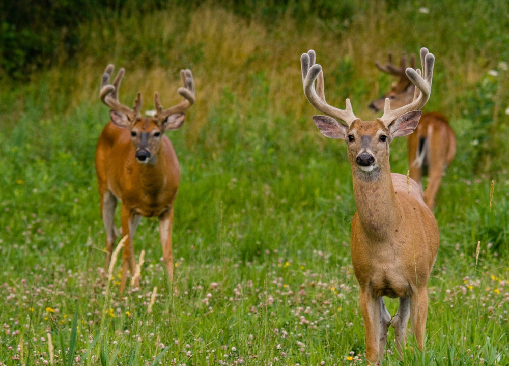 bucks in velvet