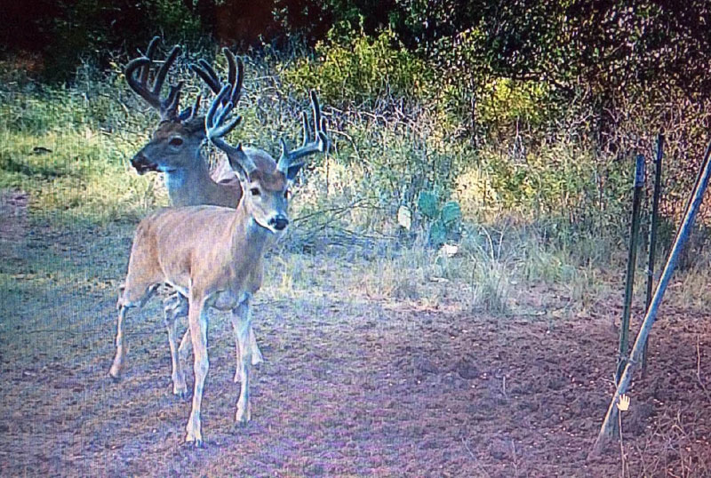 bucks on trail camera