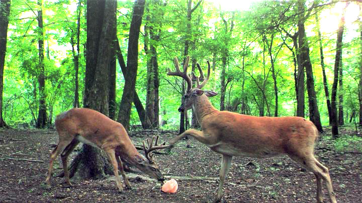 bucks at mineral rock