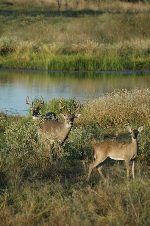 bucks with doe