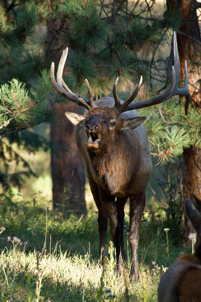 bugling bull elk