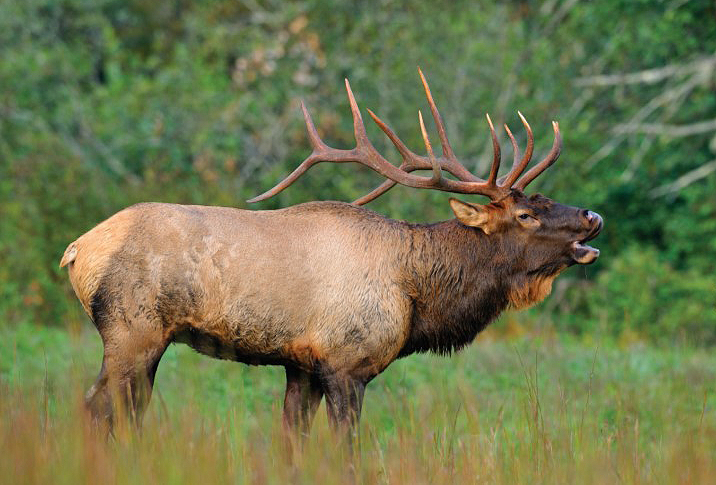 bugling elk