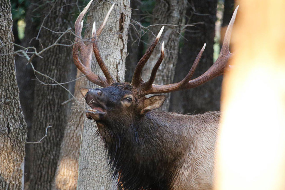 bugling elk