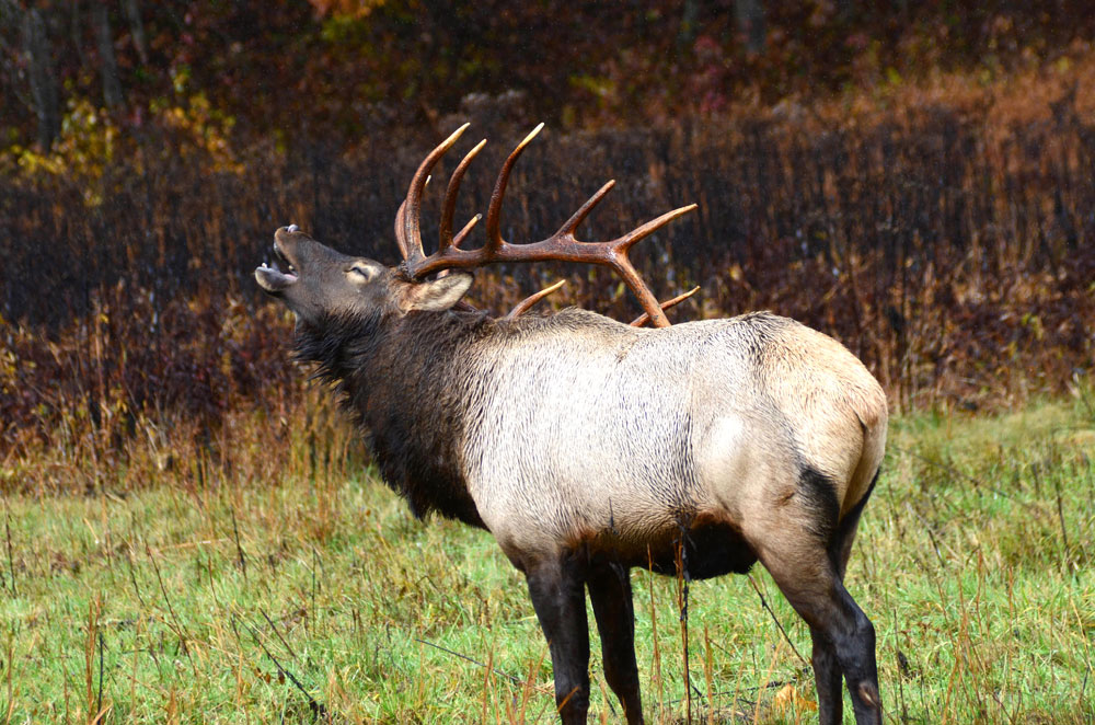 bugling elk