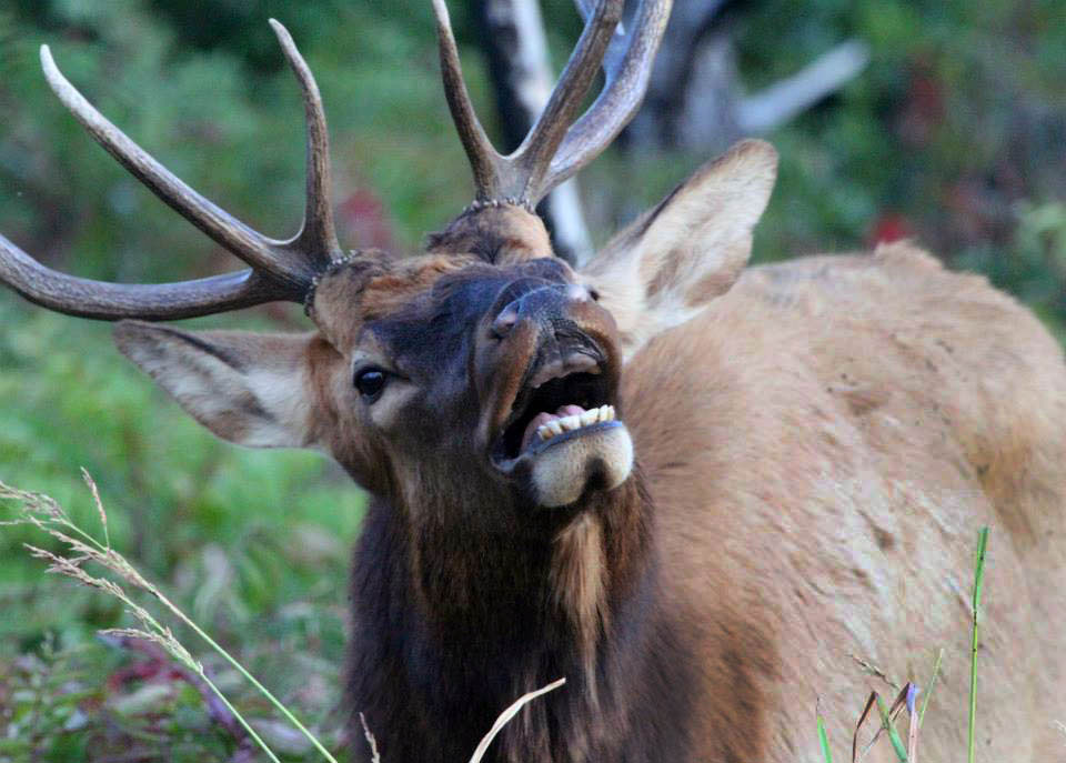 bugling elk up close