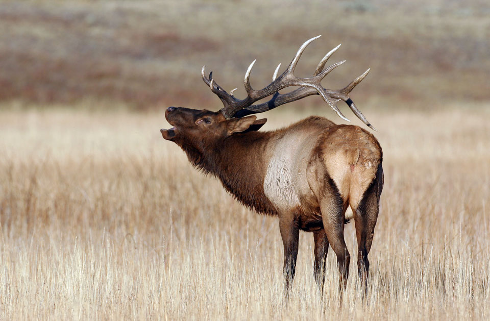 bugling bull elk