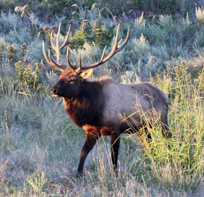 bull elk bugling