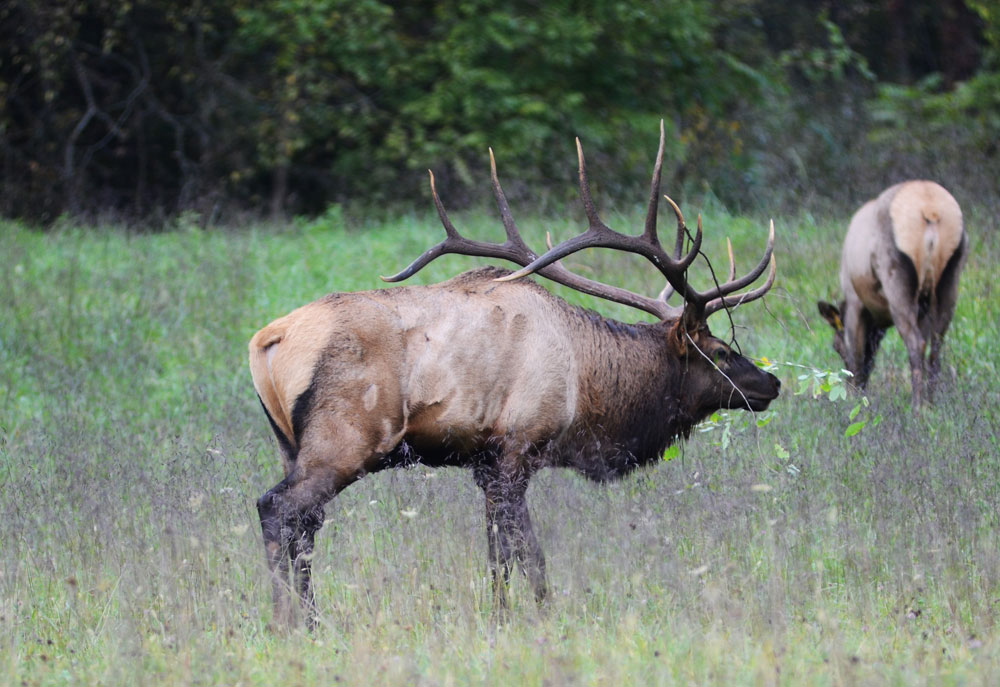 bull elk