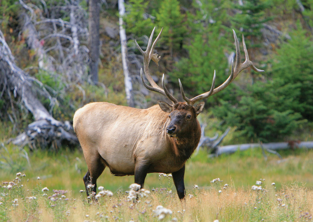 bull elk