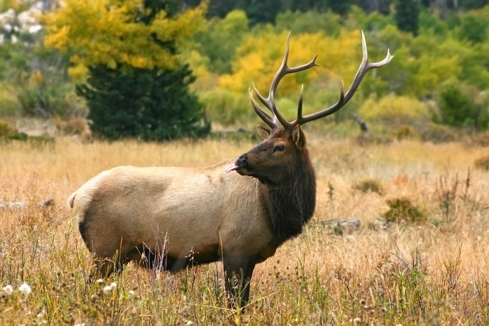 bull elk