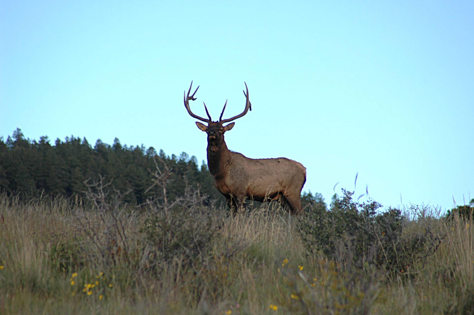 bull elk