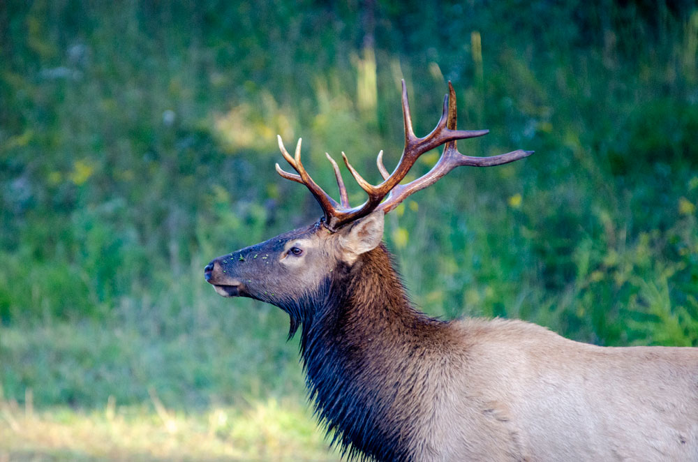 elk