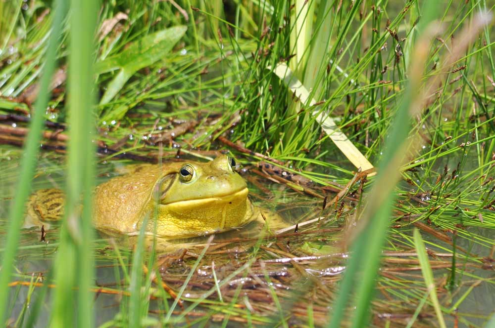 Frog Hunting Tips - Grit