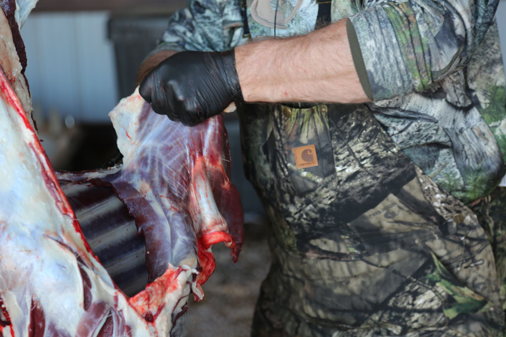 butchering deer