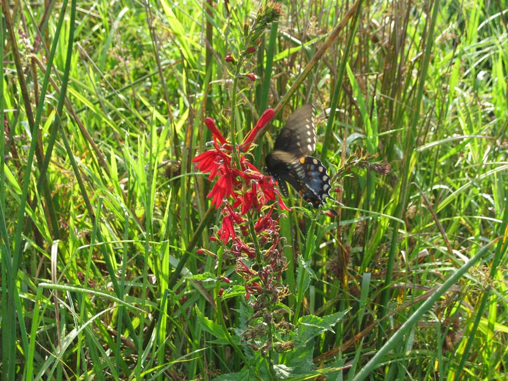 butterfly on wildflower