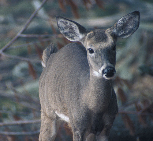 button buck