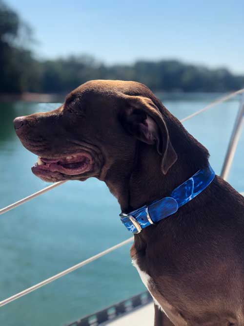 C4 Mossy Oak fishing dog collar
