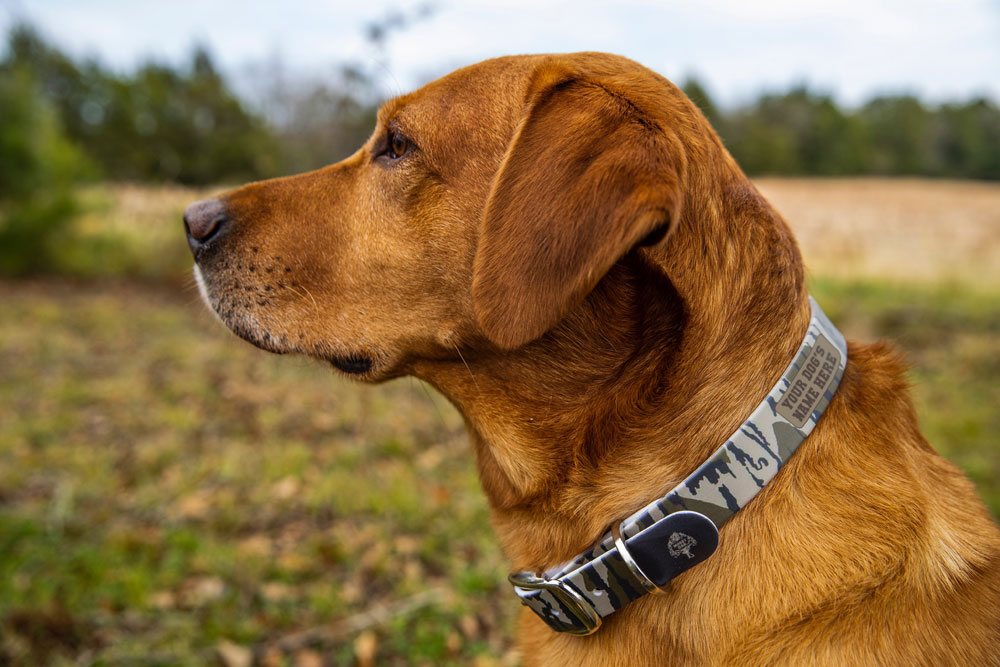 C4 Dog Collar