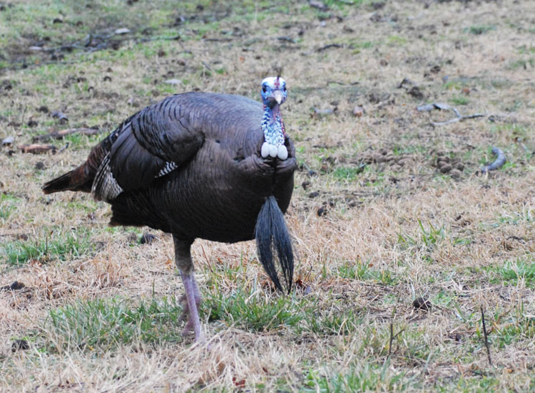 wild turkey