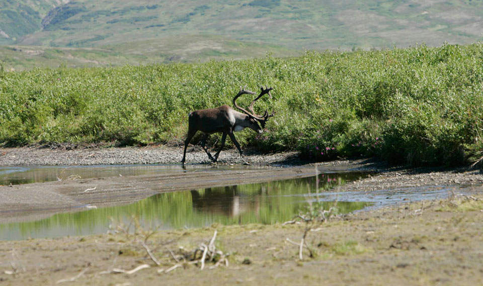 caribou