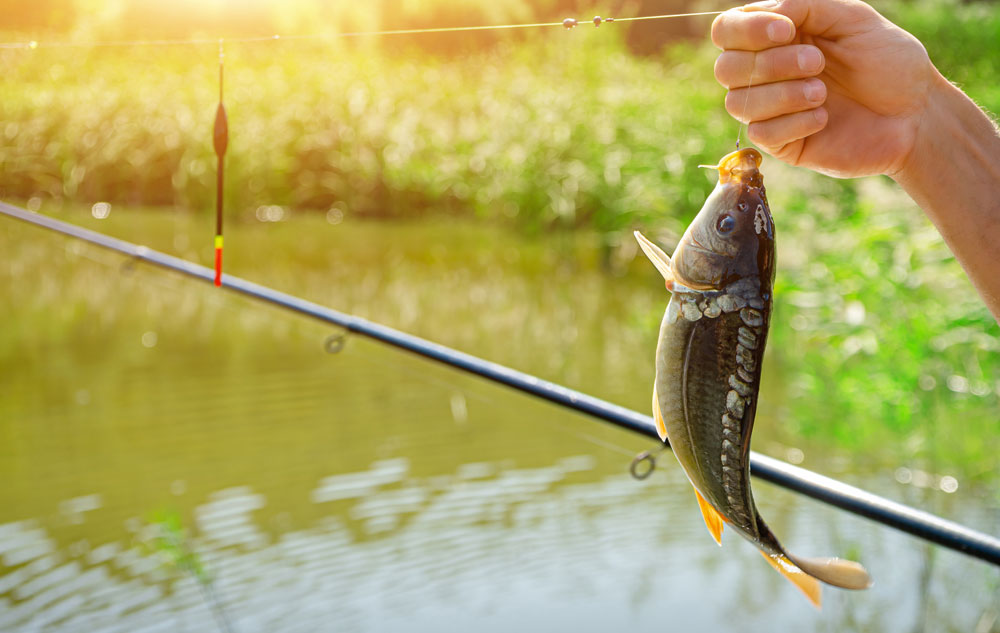 small carp catch